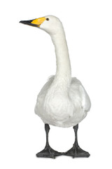 Mute Swan - Cygnus olor