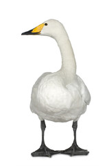 Mute Swan - Cygnus olor