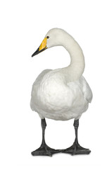 Mute Swan - Cygnus olor