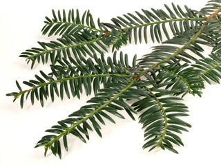Tannenzweig