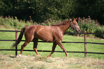 Fototapeta premium Trakehner