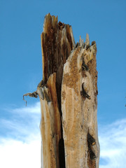 The stump