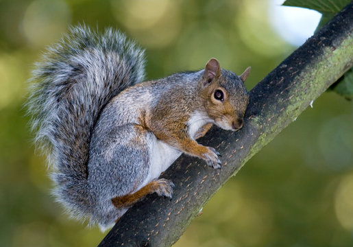 Squirrel on branch