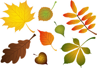 Obraz premium Vectors composite of various autumn leaves