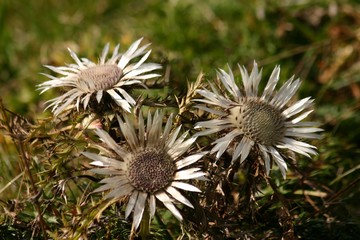 Silberdisteln