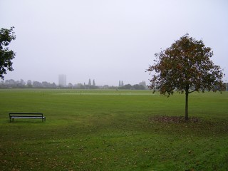 Misty Morning 1
