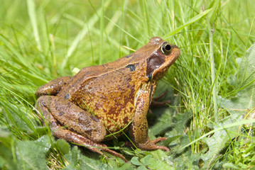 A common British frog (Ranidae Rana) nestled in long grass 