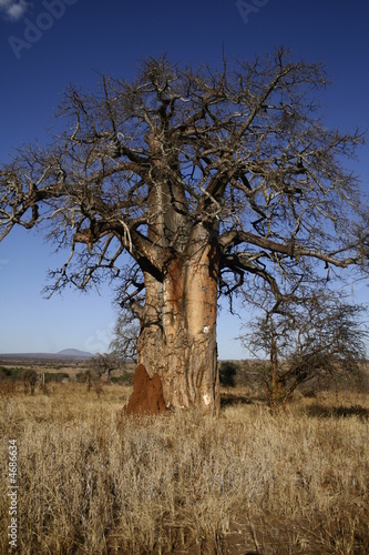 Coloriage Baobab D Afrique