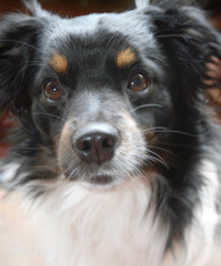 cane © Morgan marinoni