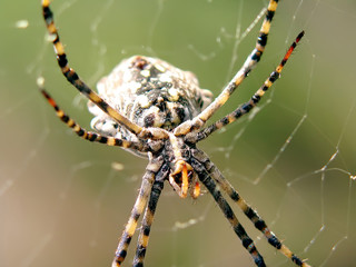 Araña