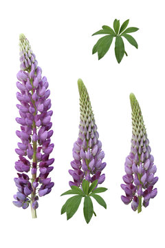 Purple lupins isolated on white