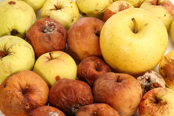 rotten apples