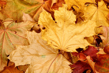  Autumn fall leaves