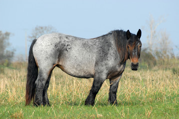 cheval lourd dans les marais