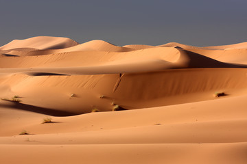 desert