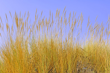 Portugal, Algarve, Lagos: Beach plant