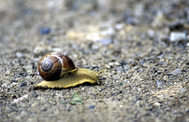 Weinbergschnecke