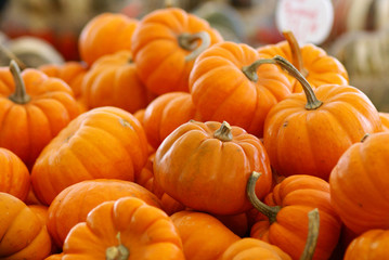 Bin of Small Pumpkins at the Market