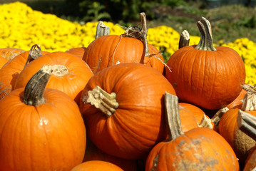 Pumpkins for Sale
