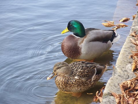 two canards