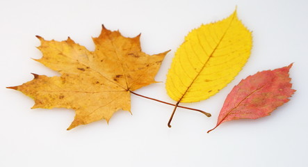 Herbst, Bltter, Herbstzeit