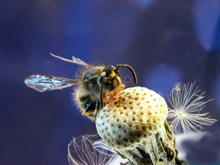 wasp