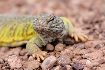 lezard 5
