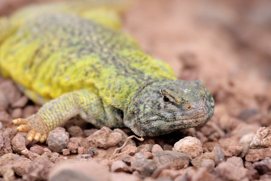 lezard 4