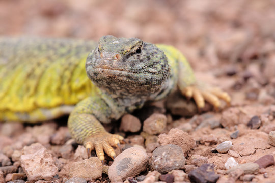 lezard 5
