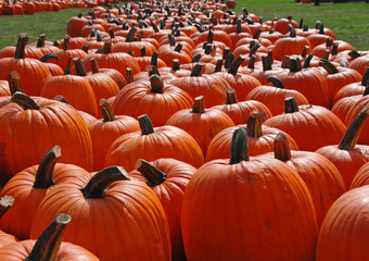 Obraz premium Pumpkin patch