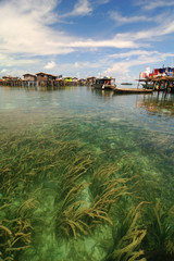 Obraz premium Sea weed