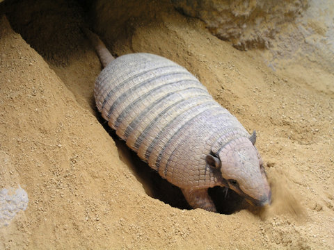 armadillo