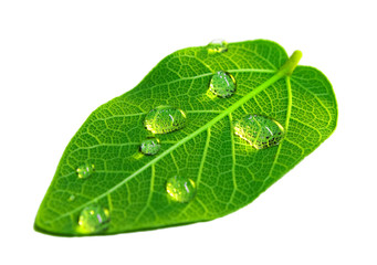 Healthy leaf