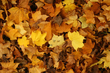 Leaf texture