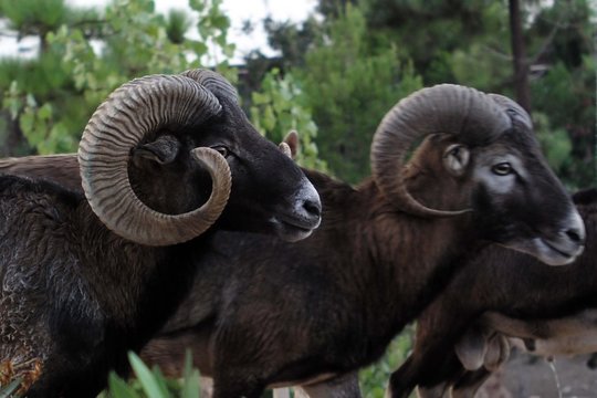 muflon
