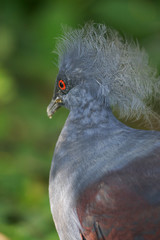 Victoria Crowned Pigeon