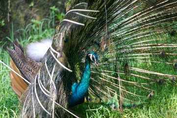 Naklejka premium Indian Blue Peacock