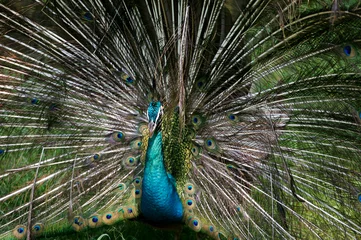 Fotobehang Indian Blue Peacock © Kitch Bain
