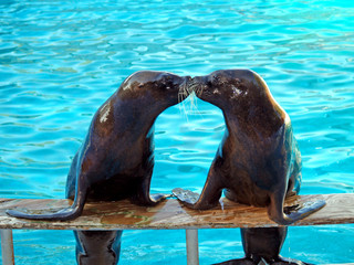 sea lions