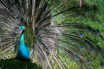 Naklejka premium Indian Blue Peacock