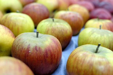 rangées de pommes