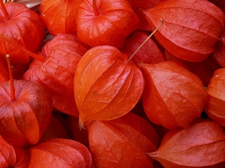 physalis