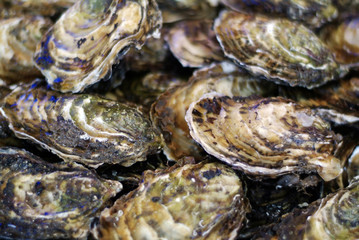 Austern1