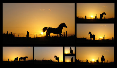 Horse silhouettes at sunset, collage of different horse poses