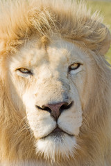 White Lion