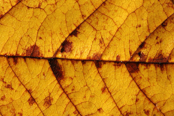 Texture, background of autumn leaf
