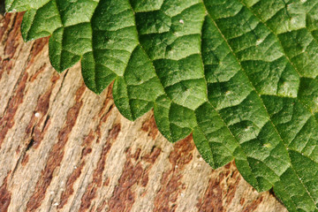 Texture of nettle leaf on wooden background