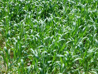 Fototapeta premium blé fond vert