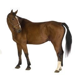Obraz premium Horse