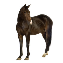 Obraz premium Horse